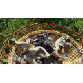 Dried Black Fungus White Back Wild Mushroom